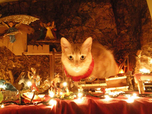 Котките и Коледа