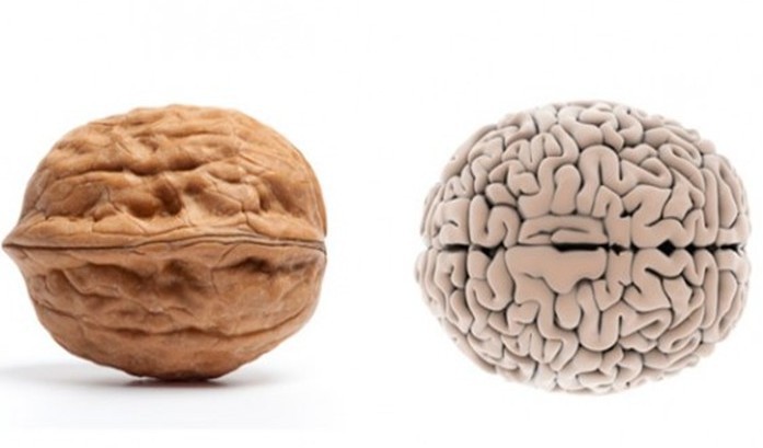2. Орех – мозък