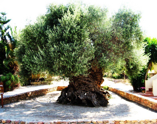 1. Маслиновото дърво Воувес