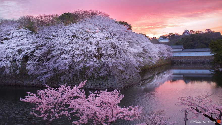 Вълшебната пролет в Япония
