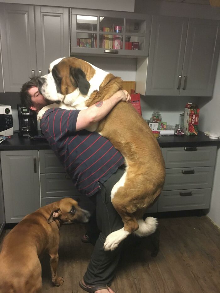 Сладки кучета гиганти