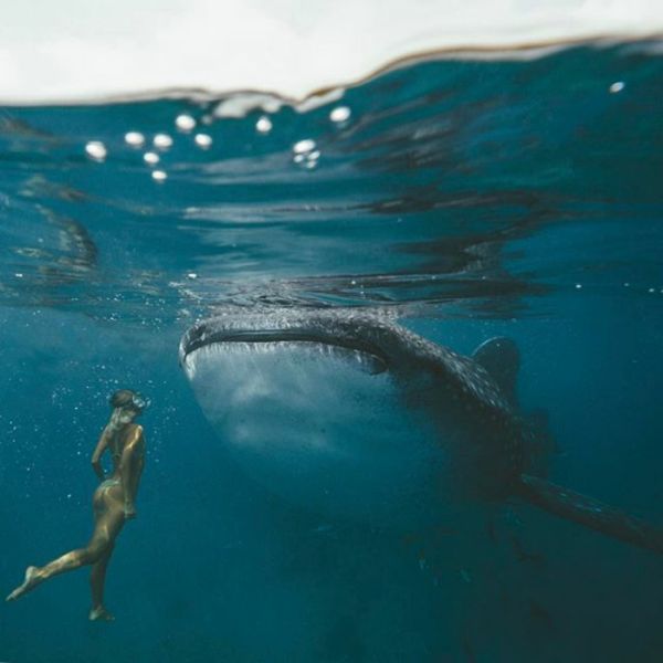Да плуваш с китове