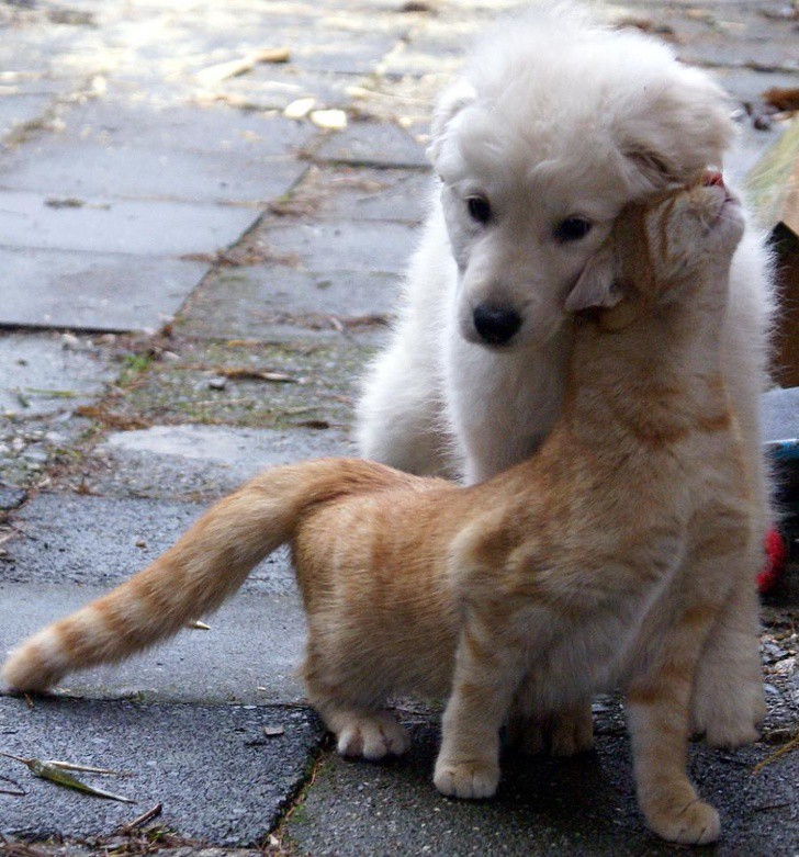 Приятелството между котки и кучета