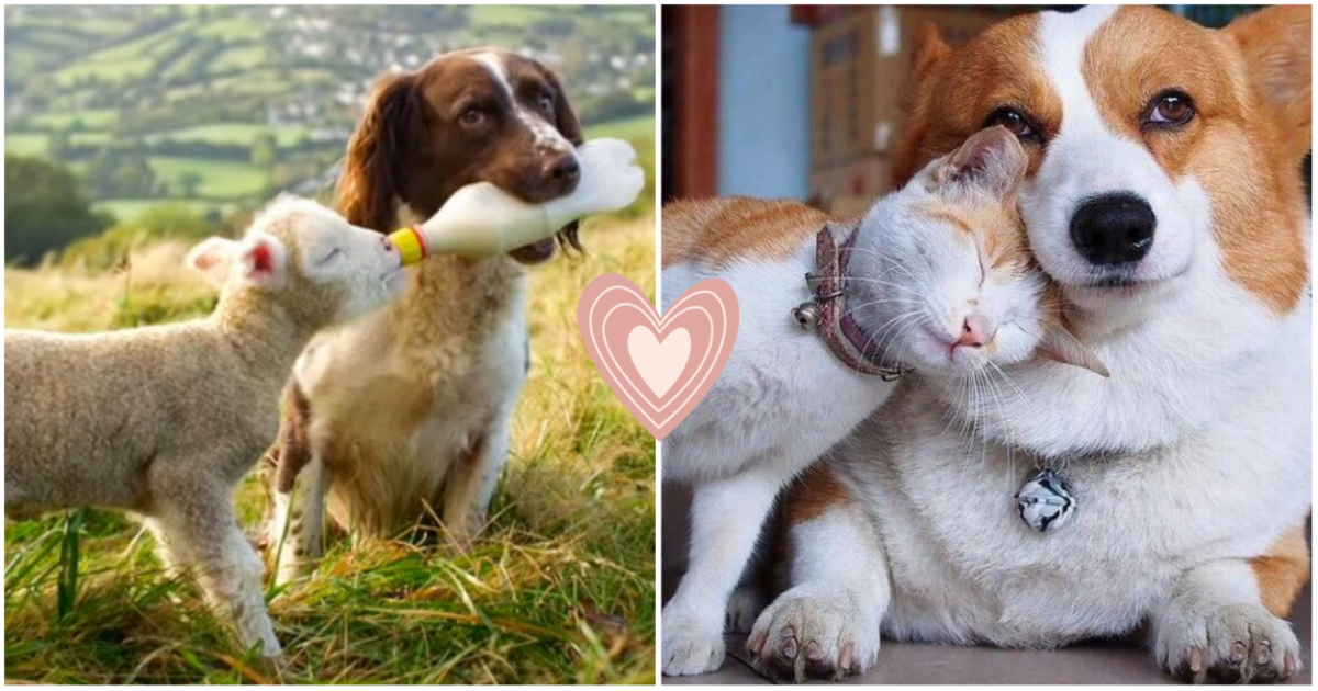 Сладки и много трогателни: 15 снимки, уловили приятелството между животни