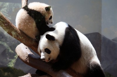 Бебето панда Юан Зай среща майка си за втори път (Видео)