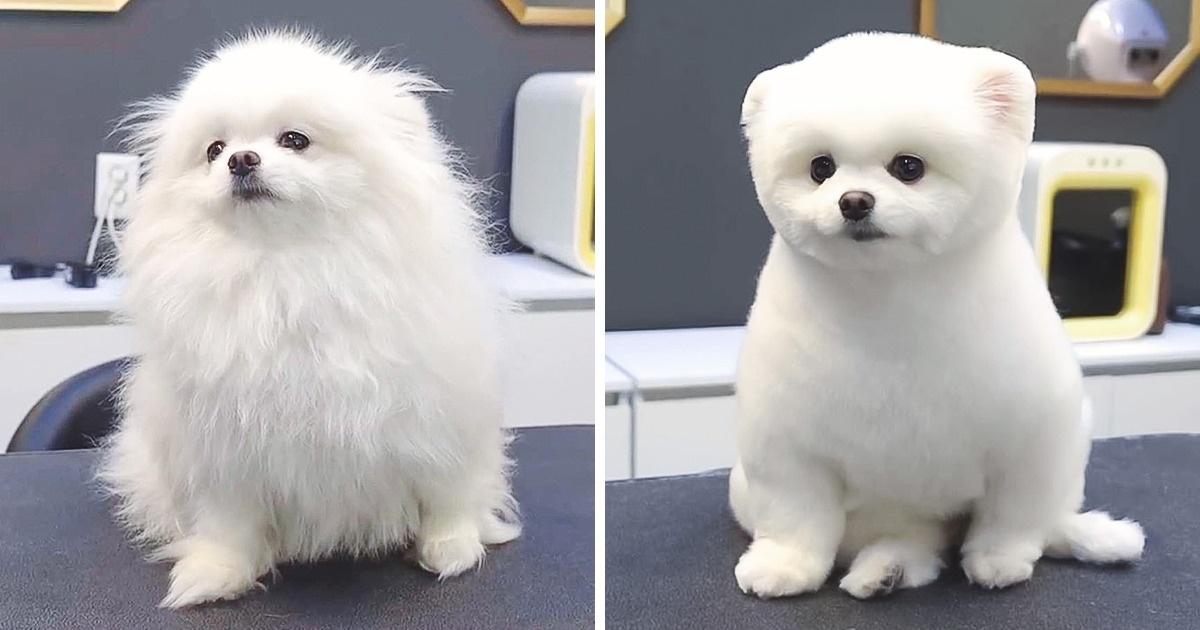 Преди и след фризьора: 17 невероятни кучешки трансформации