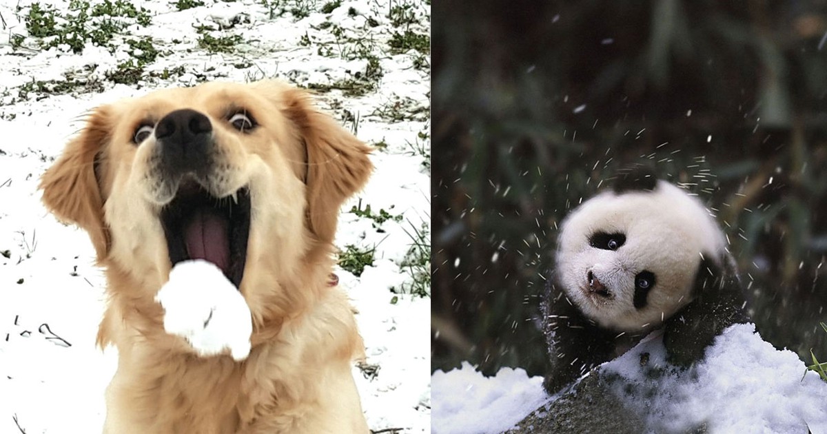 Забавно: Реакциите на животните, когато видят сняг за първи път