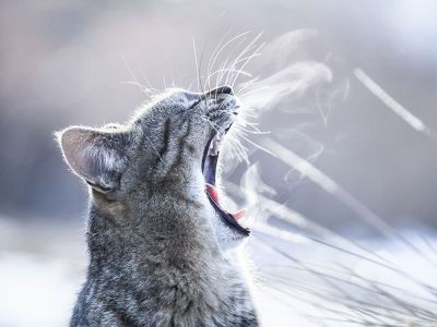 Котешки вълнения - уникални снимки на котки