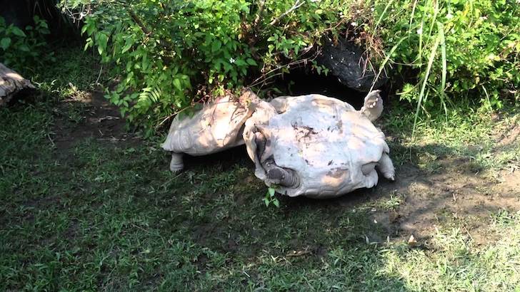 Удивително видео на костенурка, която спасява друга, изпаднала в беда
