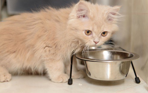 Топ 10 най-опасни храни за вашата котка