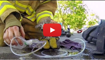 Пожарникар съживява малко котенце в разтърсващо видео