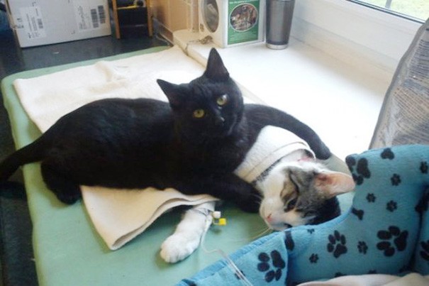 Коте - медицинска сестра помага на болни животни