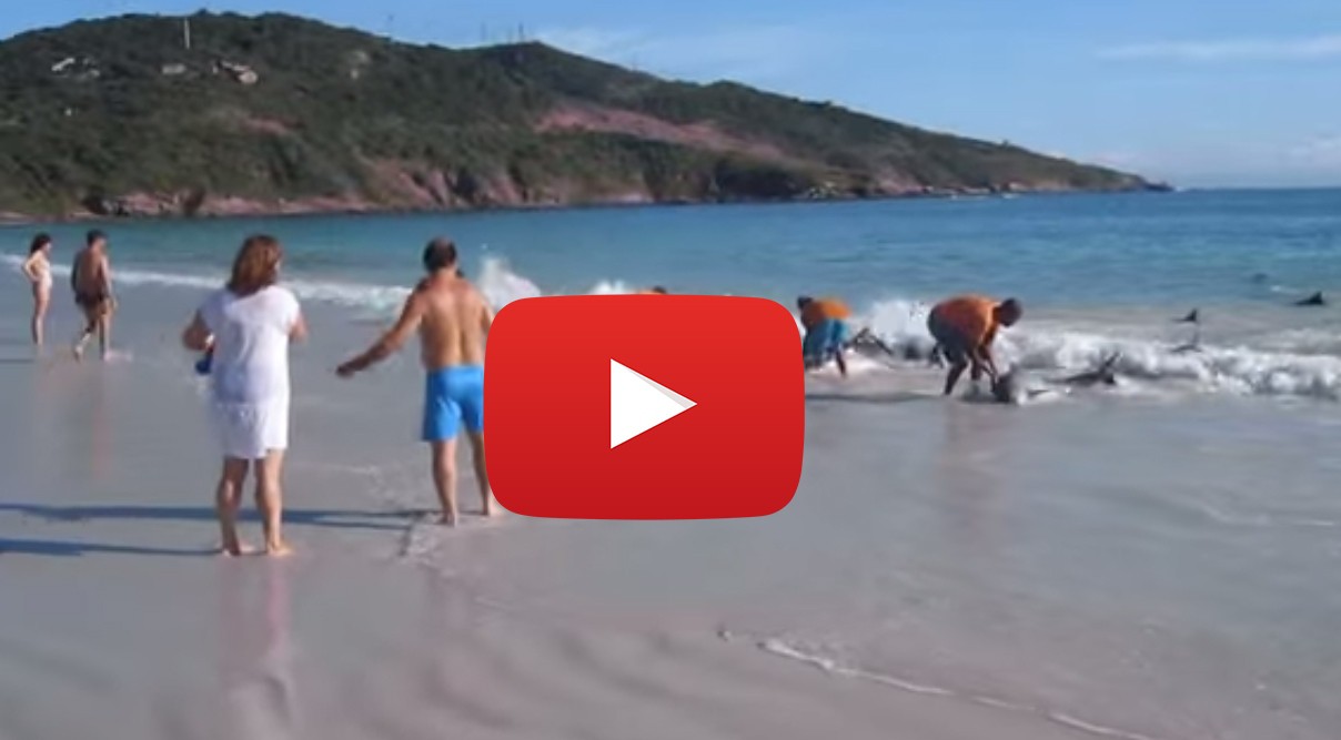 30 делфина - изхвърлени на брега и спасени! Изключително видео!