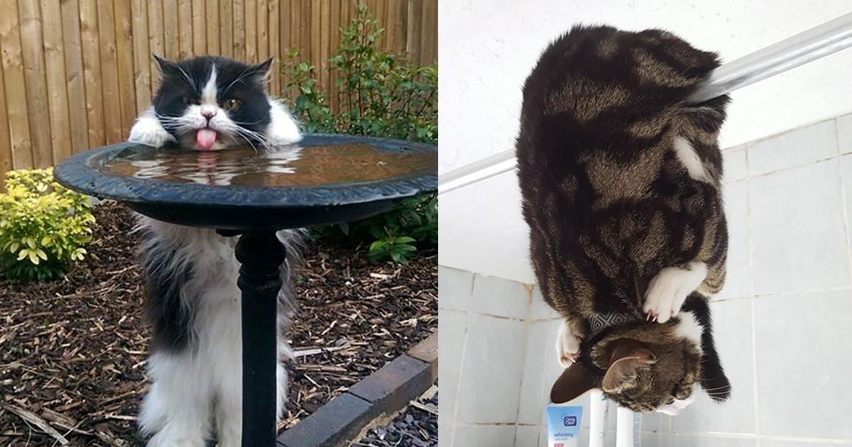 Забавно: 18 доказателства, че котките са наистина странни същества