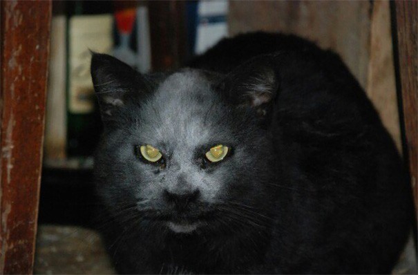 Защо тази котка изглежда като демон?