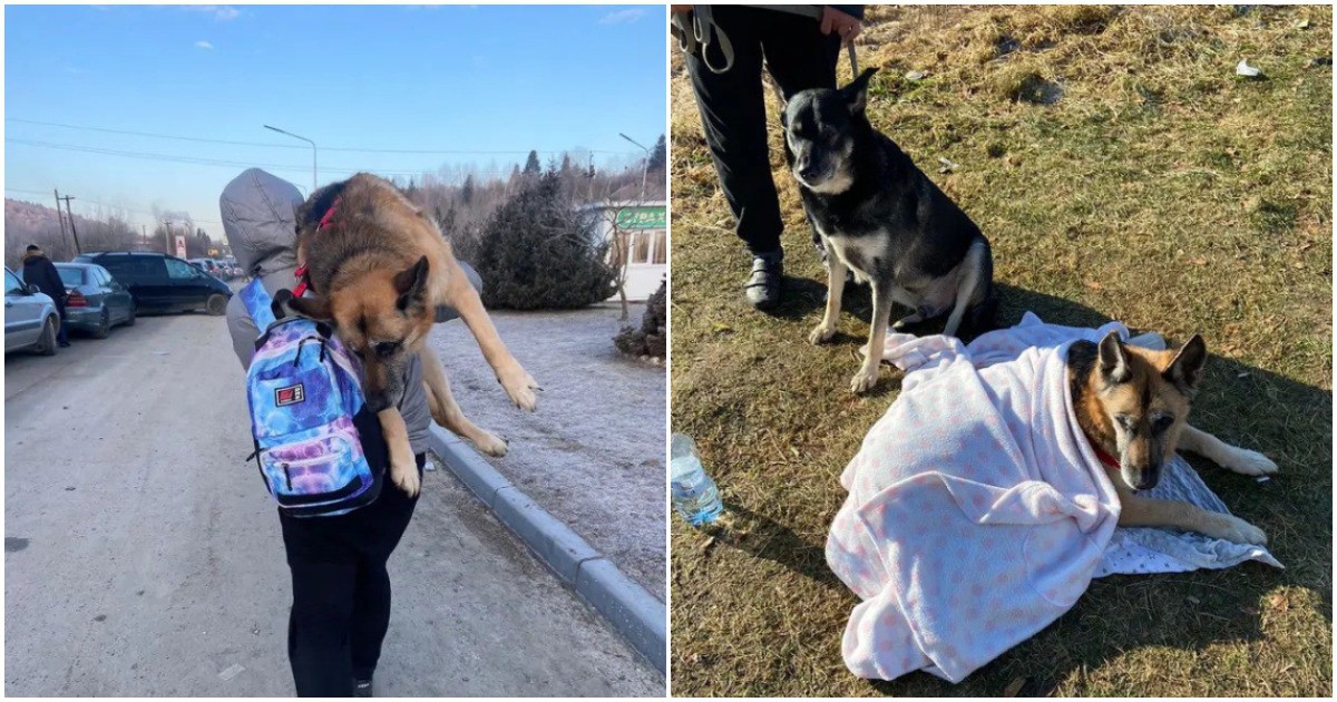 Жена изминава 17 КИЛОМЕТРА с кучето си на рамо, за да избяга от Украйна