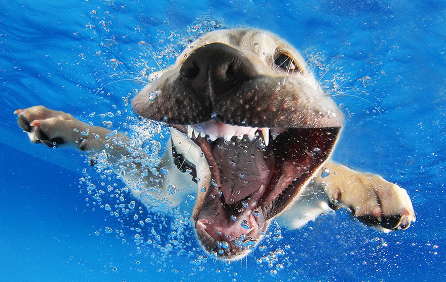 Най-невероятните подводни кучешки снимки