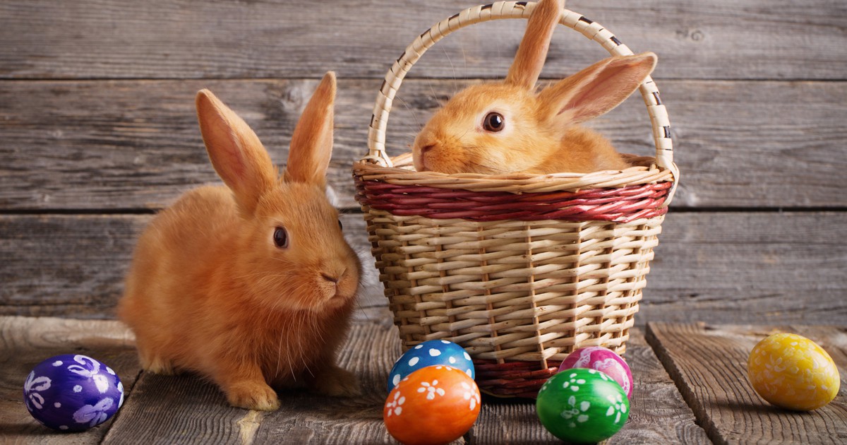 Забавни факти за пухкавия символ на Великден