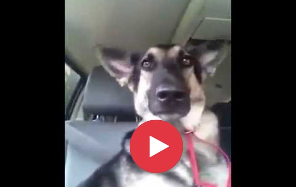Куче с танцуващи уши превзе интернет пространството!