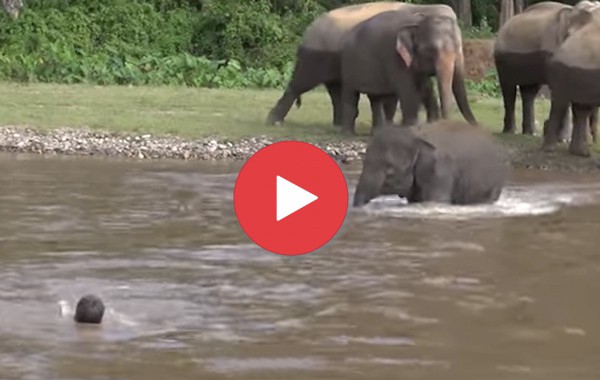 Видеото, което умили всички: Слонче спасява давещ се човек