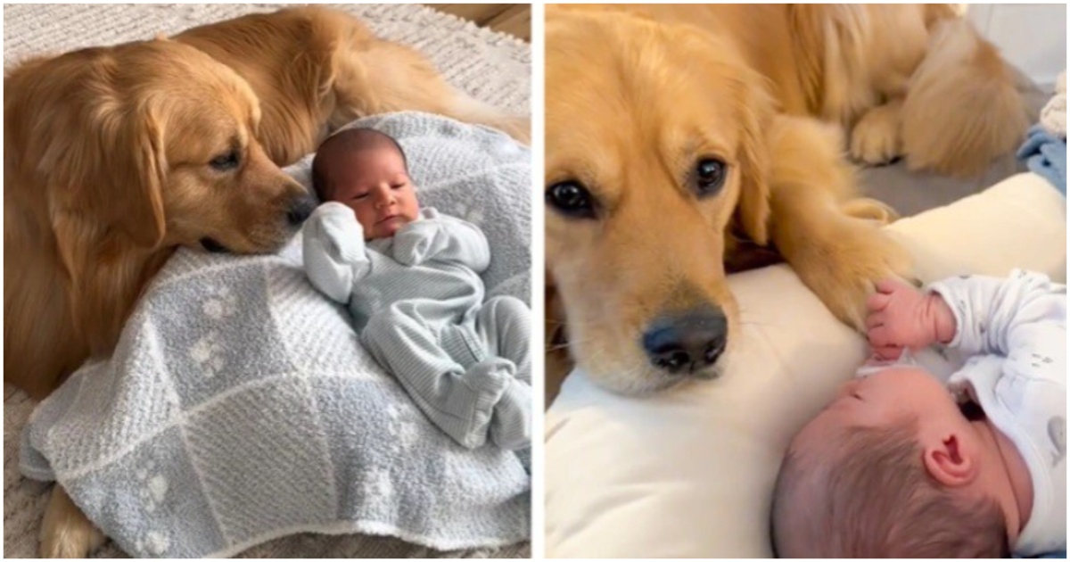 Семейна идилия: Историята на едно куче взема важни решения за живота на бебе