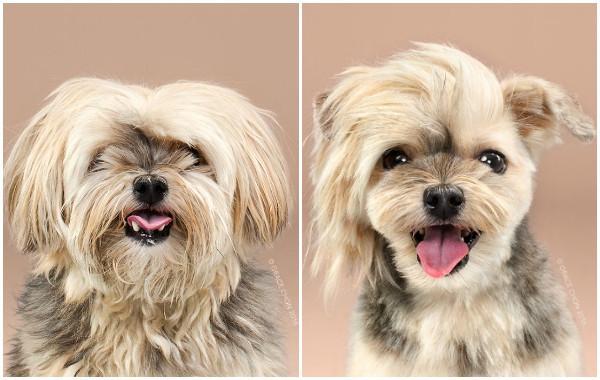 Очарователно: Кучета преди и след подстрижка