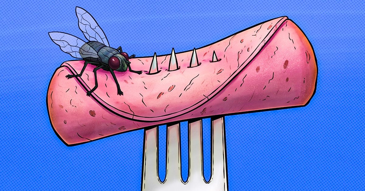 Какво се случва с храната ни, ако върху нея кацне муха