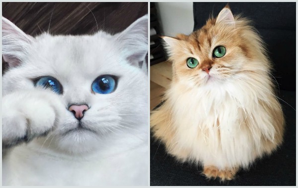 Най-красивите котки на света