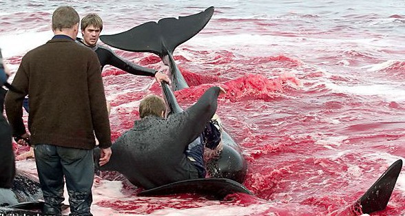 Младежи зверски убиват делфини заради кървави ритуали