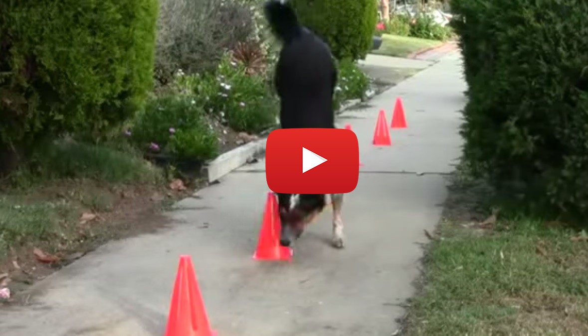 Най-талантливото куче в света (Видео)
