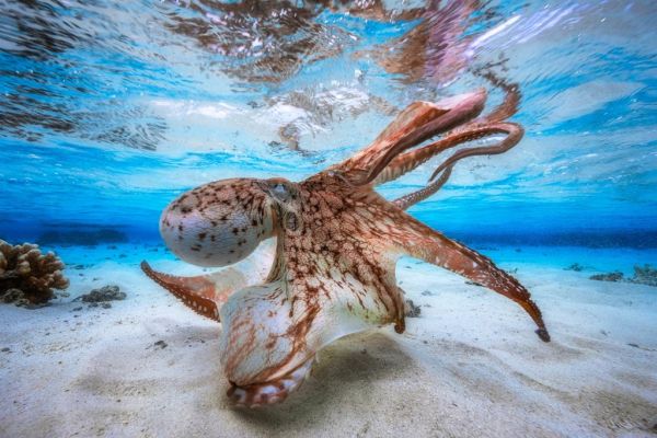 9-те най-красиви подводни снимки, правени някога