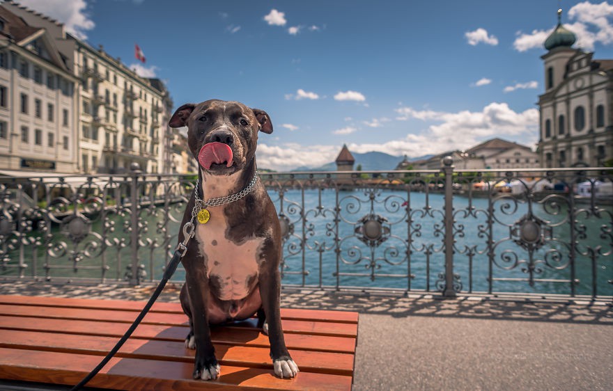 Запознайте се с Алфи: Кучето, което обиколи Европа
