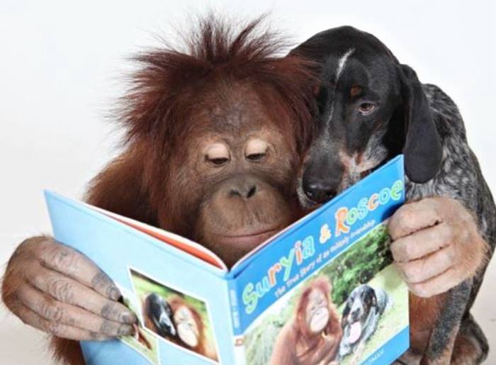 Необикновеното приятелство между орангутан и куче (СНИМКИ)