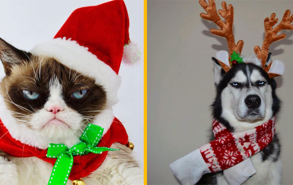 Коледна забава: 15 сърдити животни, които не обичат празниците