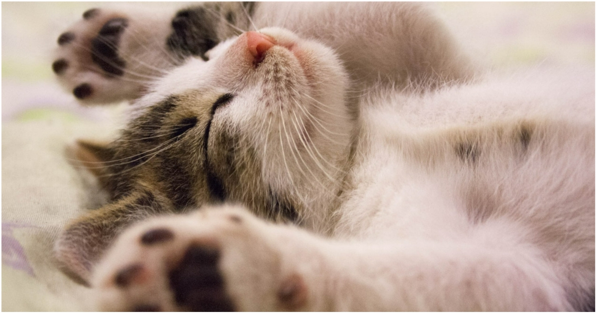 Тест за наблюдателност: намерете котката на снимката за 10 СЕКУНДИ – не всеки може