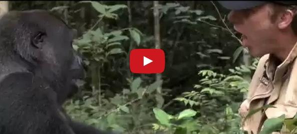 Най-незабравимата среща между човек и горила (ВИДЕО)