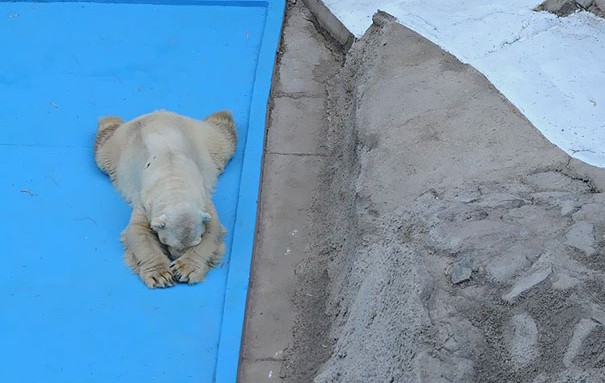 Най-тъжната полярна мечка умря след 22 години в клетка