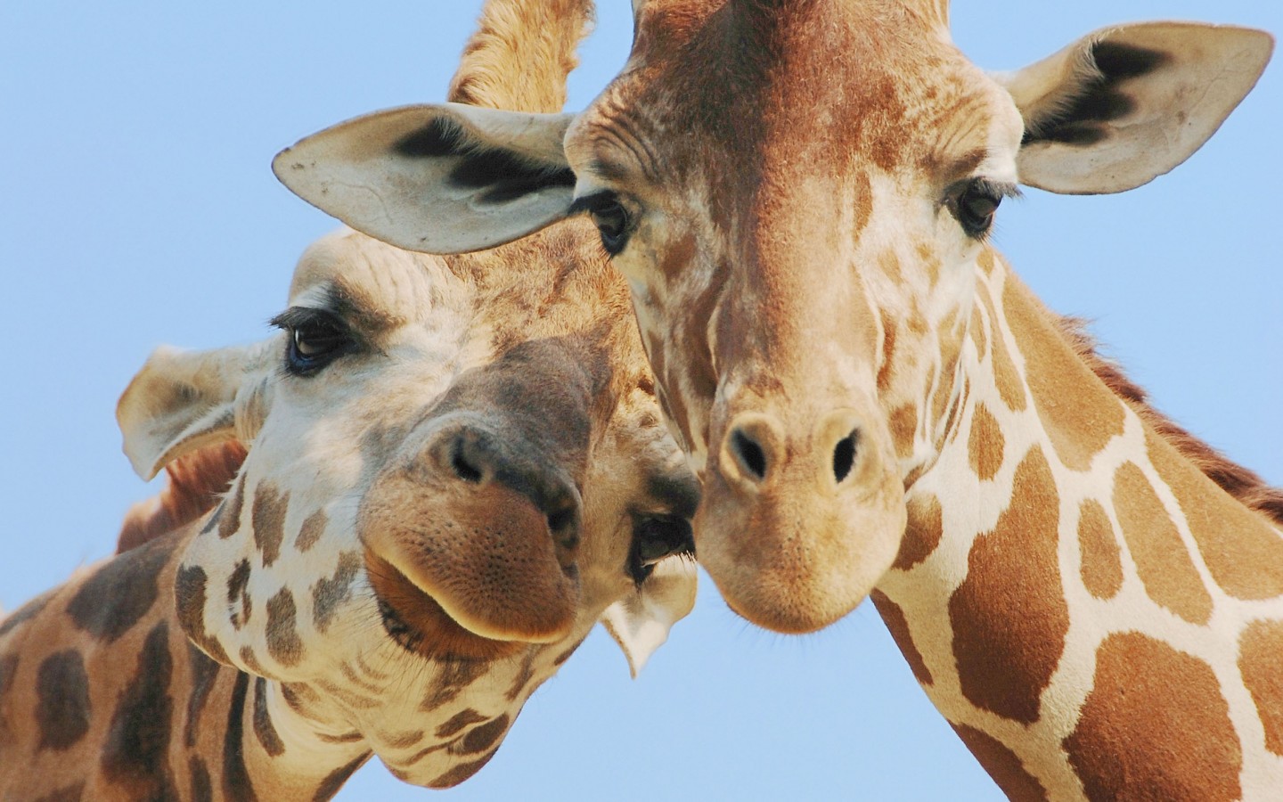 Учените алармират: жирафите изчезват