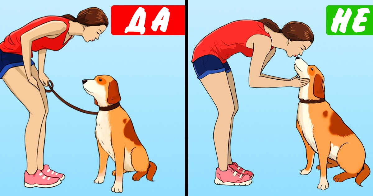 11 грешни начина, по които се грижите за кучето си