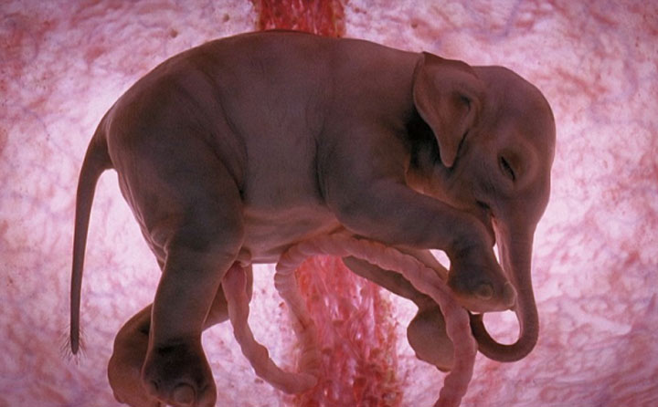 12 неродени животни в утробата! Невероятни снимки!