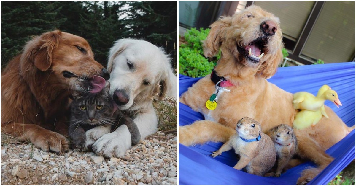 Истинска любов: 18 снимки, които доказват, че кучетата са най-милите животни