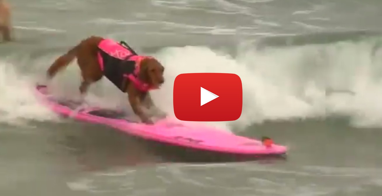 Състезание по сърф за... кучета (ВИДЕО)