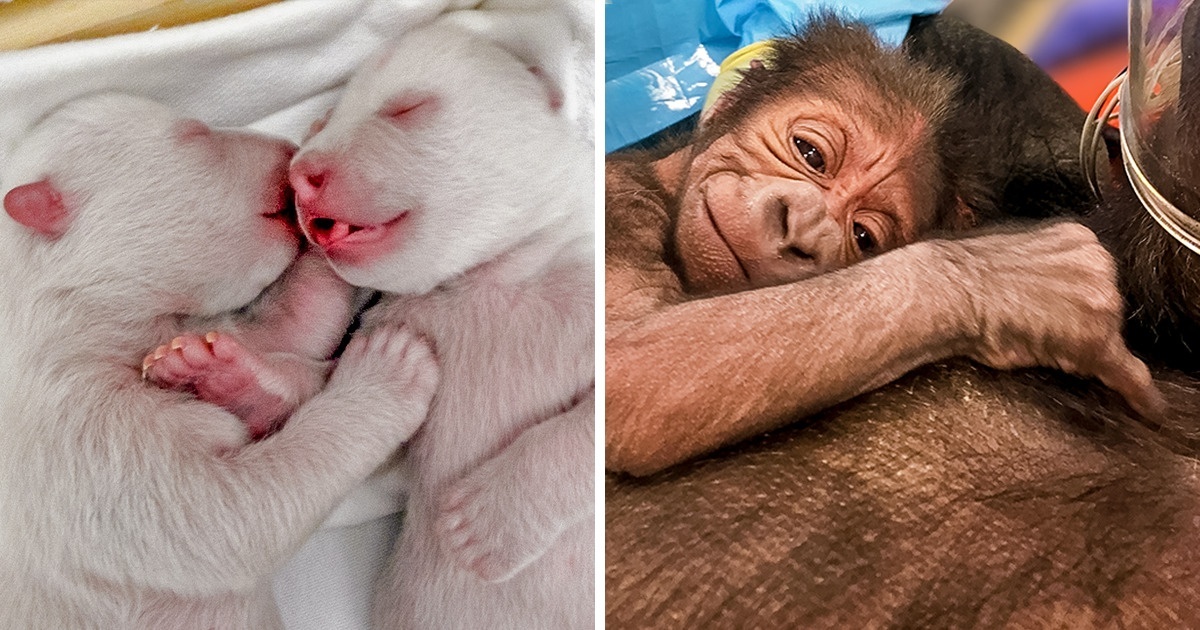 15 новородени животинчета, които ще ви накарат да се усмихнете