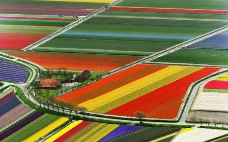 Уникални снимки на полетата с лалета в Холандия