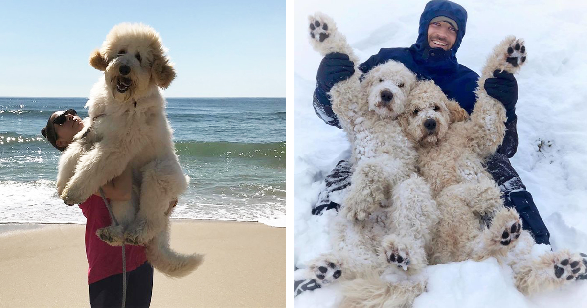30 очарователни снимки на кучета голдън дудъл, които разтопиха сърцата ни