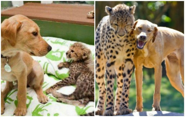 Преди и сега: Снимки на животни, които са израснали заедно