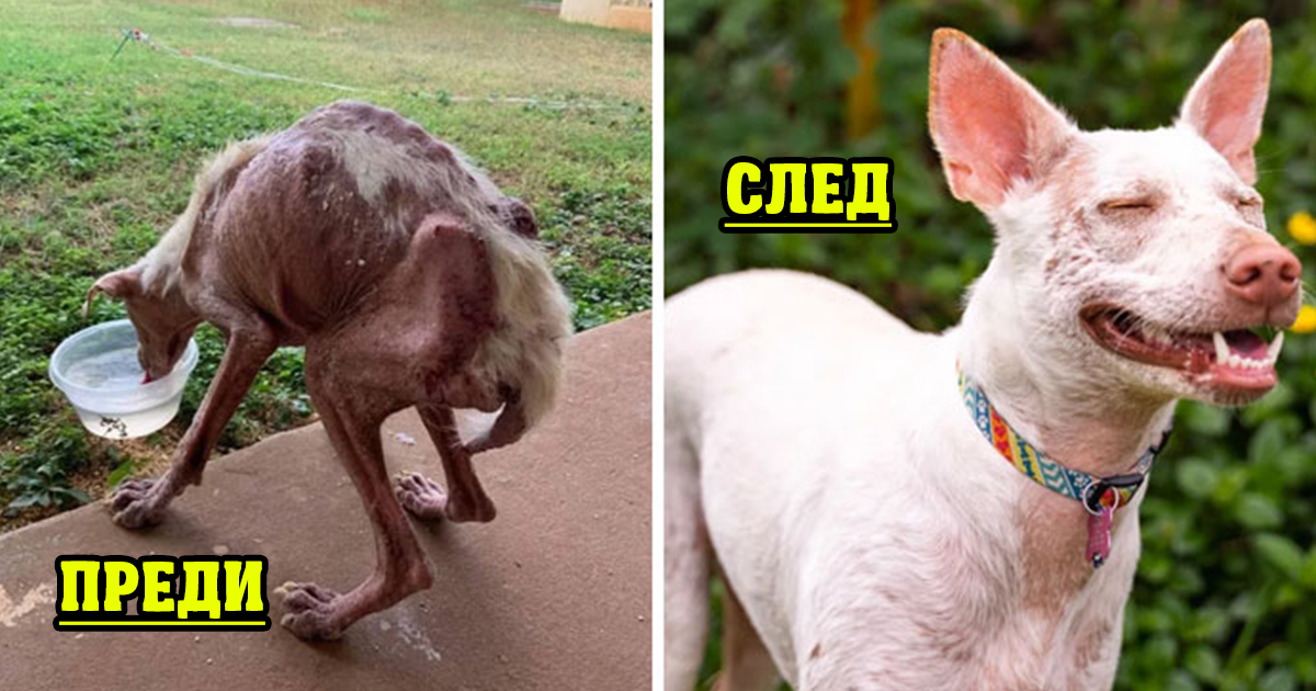 Преди и след: 25 снимки на осиновени кучета, които ще разтопят сърцата ви