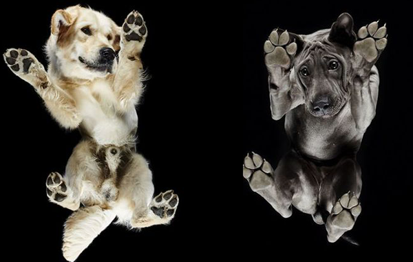 Снимки показват как изглеждат кучетата от нов ъгъл