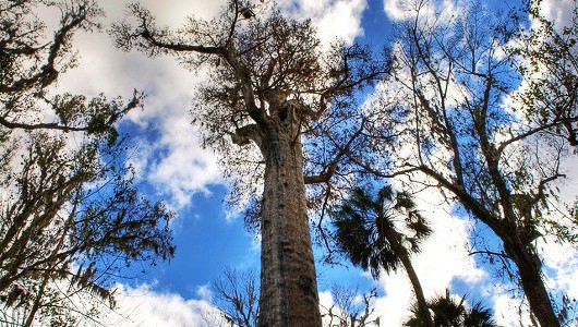 Шестте най-стари дървета в света