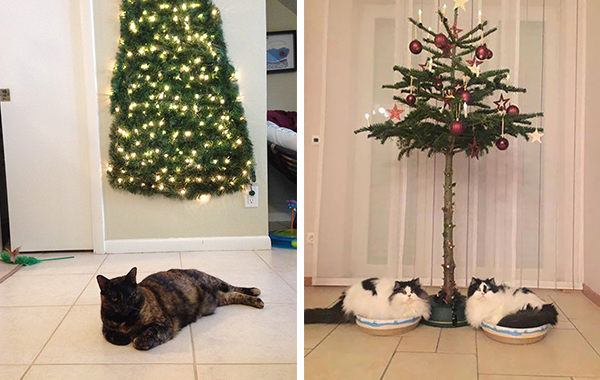 Коледна елха и котка: Указание за употреба